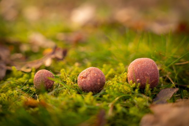 Robin Red boilies Haiths