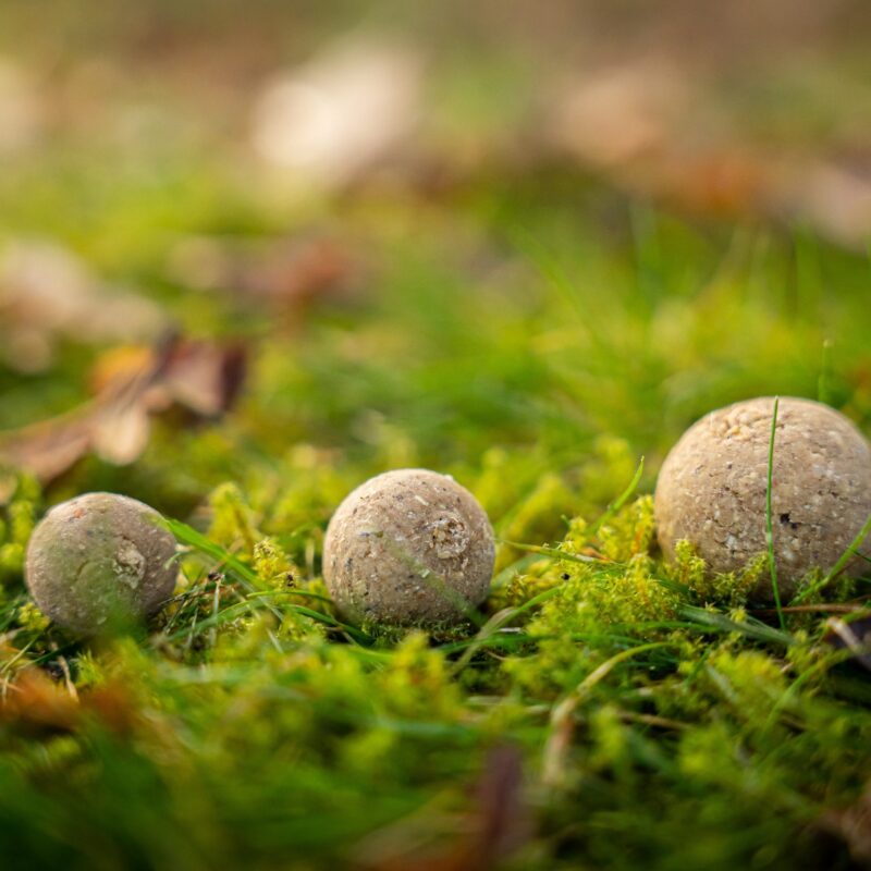 Zoete vismeel boilies voedingsrijk