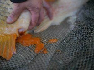 Karpervissen in Frankrijk met veel boilies veel voeren