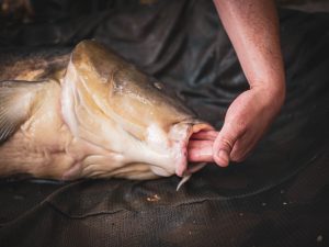 Frankrijk karpervissen met boilies